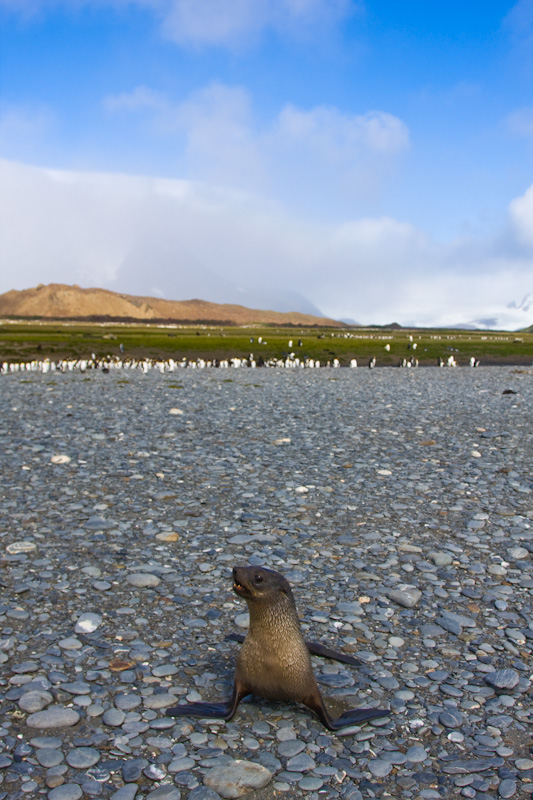 Antarctic Fur Seals On Beach